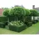 CATALPA KATALPA na pniu kulista szczepiona - sadzonki 100 / 130 cm